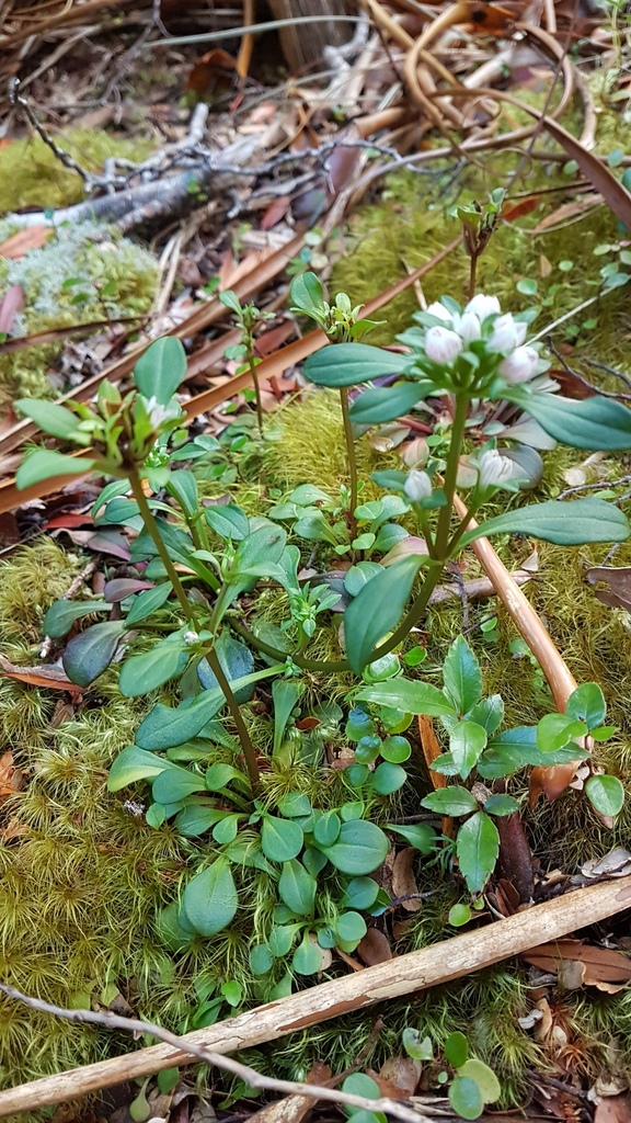 Gentianella spenceri