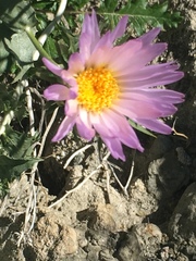 Xylorhiza