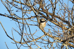 Calicalicus rufocarpalis