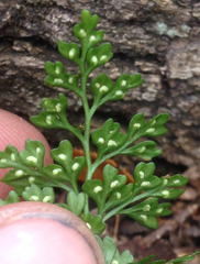 Asplenium dareoides