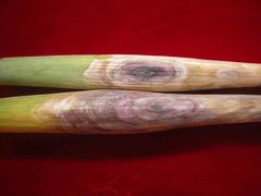 Stemphylium vesicarium