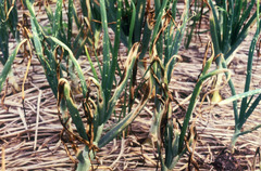 Stemphylium vesicarium