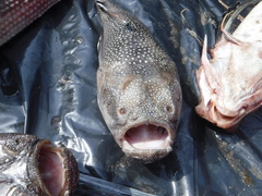 Astroscopus y-graecum