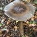 Amanita pekeoides - Photo no rights reserved, uploaded by Leon Billows
