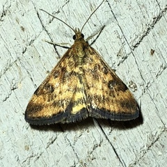 Pyrausta subsequalis