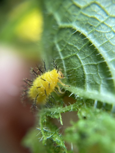 Squash Lady Beetle photo 5