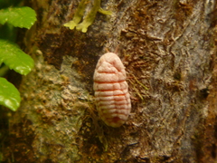 Coelostomidia zealandica