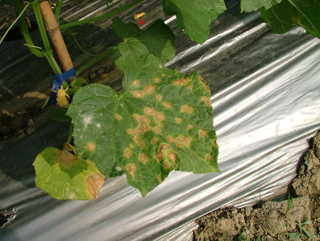 Colletotrichum lagenaria
