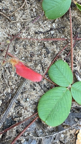 Image of Tephrosia chrysophylla by no rights reserved