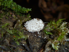 Coelostomidia
