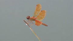 Perithemis icteroptera