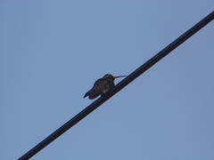 Cynanthus latirostris