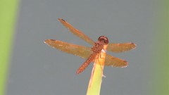 Perithemis icteroptera