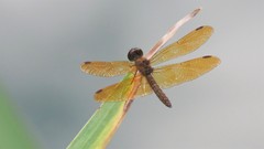 Perithemis icteroptera