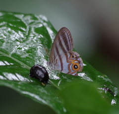 Chloreuptychia herseis
