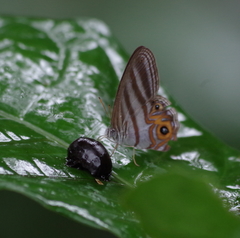 Chloreuptychia herseis