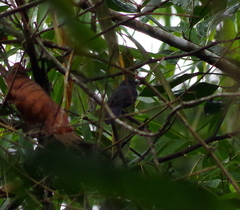 Thamnophilus schistaceus