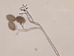 Pseudoperonospora cubensis