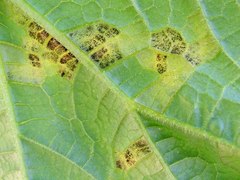 Pseudoperonospora cubensis