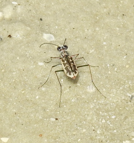 Margined Tiger Beetle photo 5