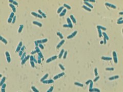 Stagonosporopsis cucurbitacearum