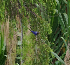 Cyanocorax violaceus