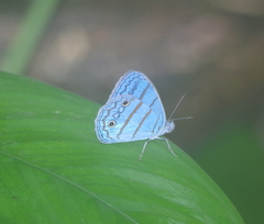 Caeruleuptychia aetherialis