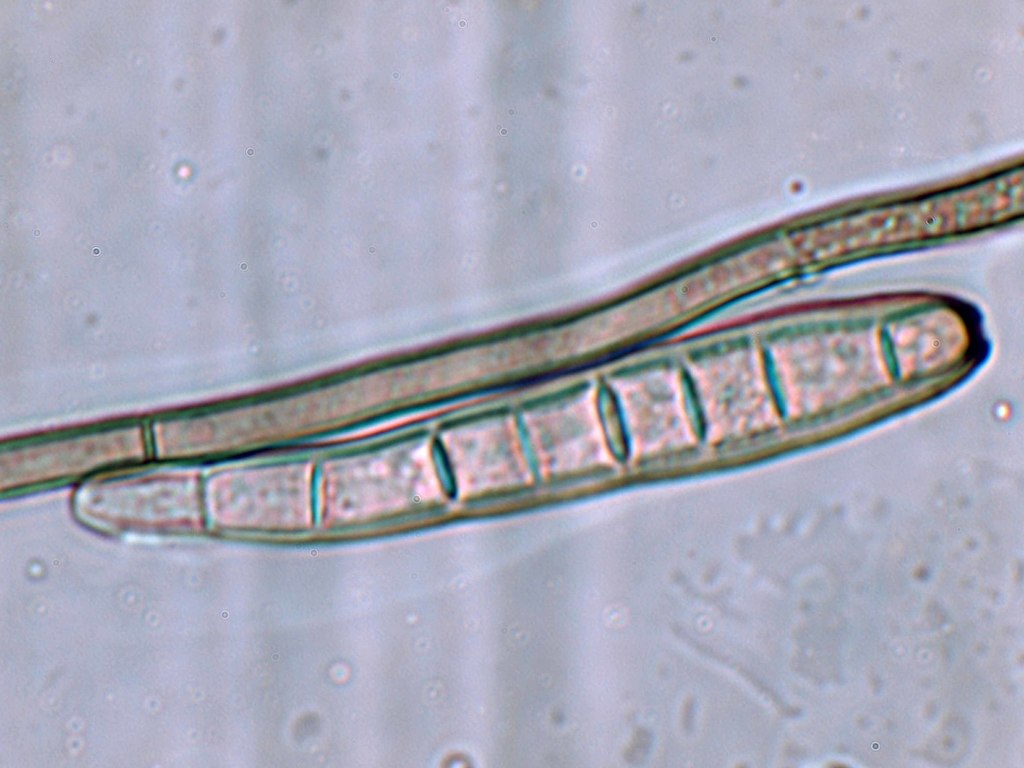 Corynespora