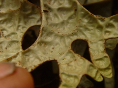 Pseudocyphellaria rufovirescens image