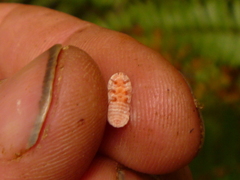 Coelostomidia zealandica