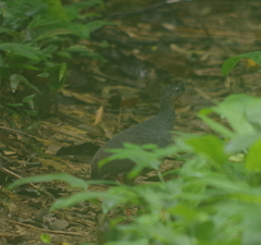 Crypturellus atrocapillus