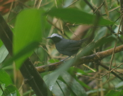 Myrmoborus leucophrys