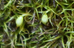 Grimmia torquata