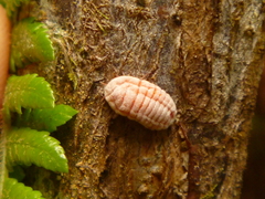 Coelostomidia zealandica
