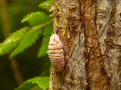 Coelostomidia zealandica