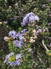 Ceanothus rigidus