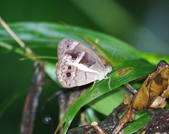 Posttaygetis penelea