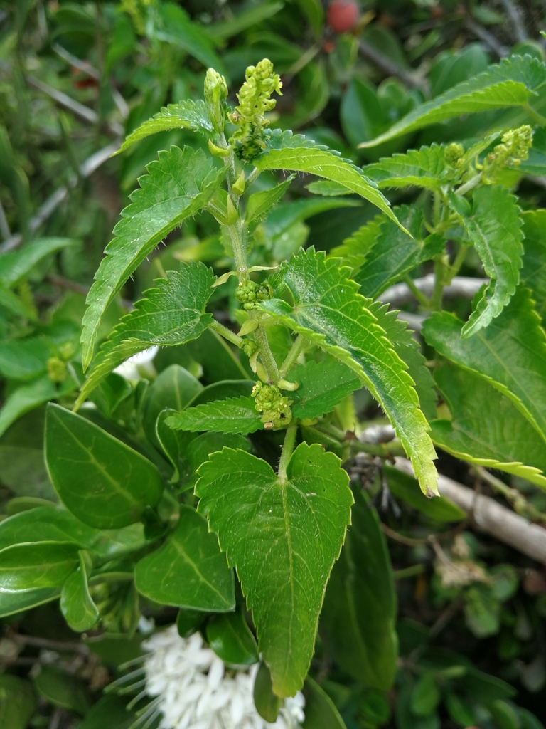 Tragia meyeriana