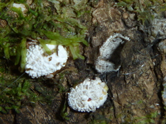 Coelostomidia