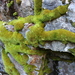 Grimmia torquata - Photo (c) Michael Kauffmann,  זכויות יוצרים חלקיות (CC BY-ND), הועלה על ידי Michael Kauffmann