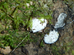 Coelostomidia
