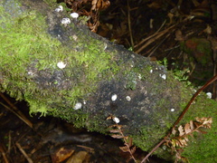 Coelostomidia