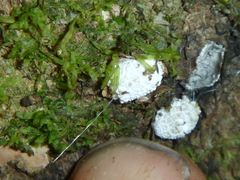 Coelostomidia