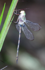 Gynacantha membranalis