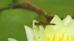 Perithemis icteroptera