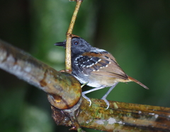 Sciaphylax hemimelaena
