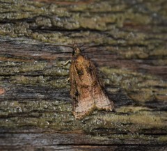 Platynota flavedana