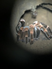 Megaphobema mesomelas