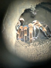 Megaphobema mesomelas