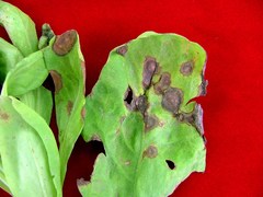 Cercospora chrysanthemi